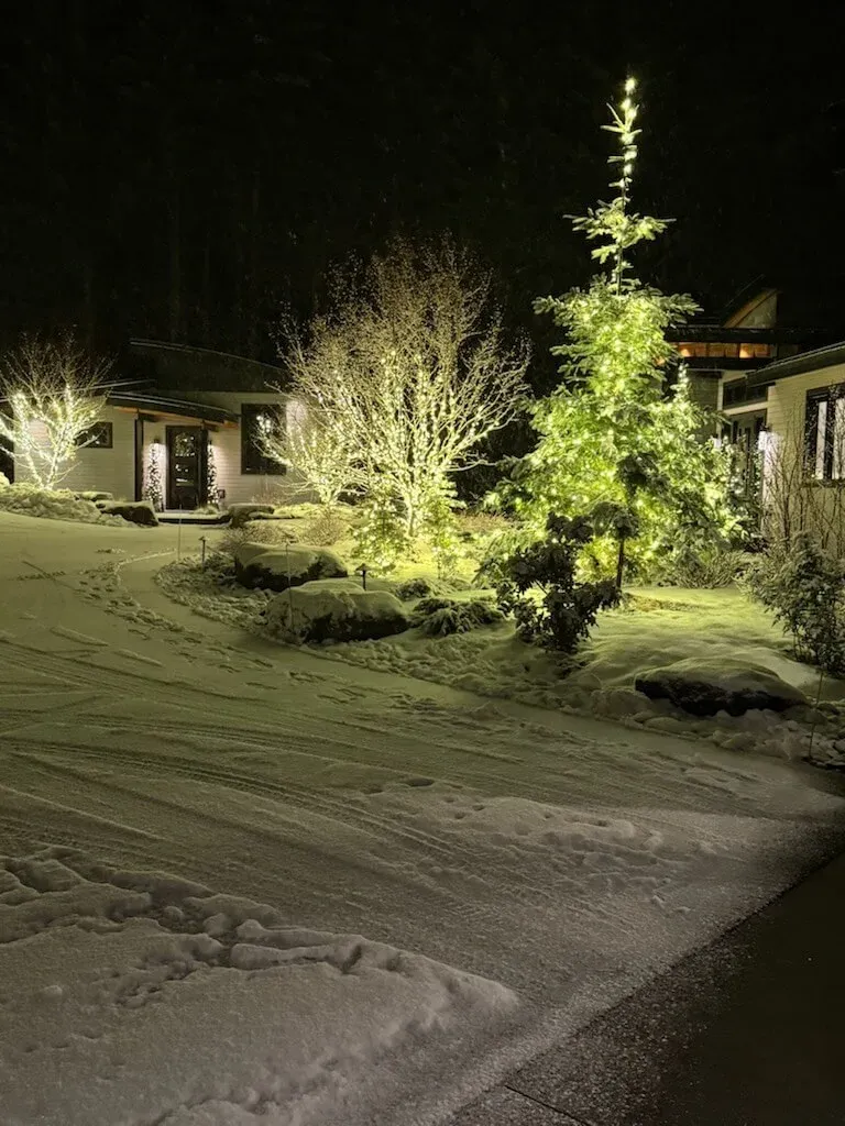 Tree uplighting in winter snow with warm white landscape lights